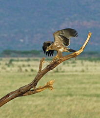 juvenile Tawny Eagle on the Savannah