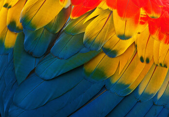 Obraz premium blue and yellow macaw feathers