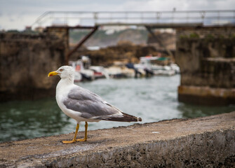 Seagull perching on a curb in front of a jetty on a cloudy day
