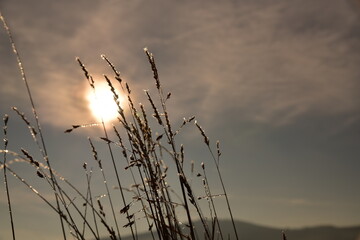 Im Gegenlicht