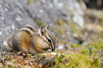 Small rodent eating at Jasper's National Park