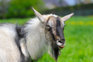 Goat on the meadow
