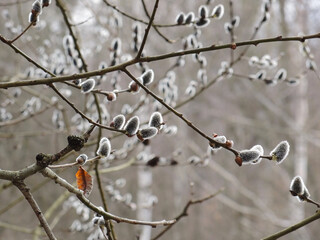 Blooming willow. Delicate inflorescences on bush branches in a damp forest in early spring. March, the end of winter, the beginning of the warm season. Illustration, background or wallpaper