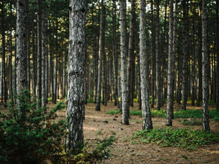 Nature pine forest fresh air Green grass autumn