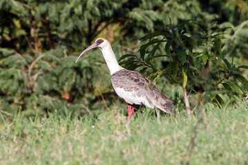 Brazilian birds