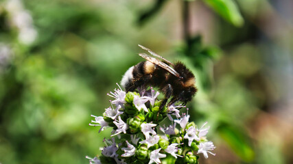 A bumblebee collects nectar on a flowering rosemary