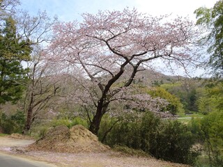 丸森町耕野地区、国道349号沿いの桜　（宮城県伊具郡丸森町耕野土巻）