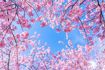 日本の春 伊豆河津町の桜並木