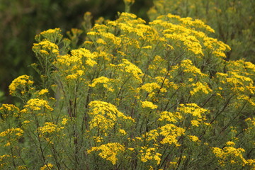 field of yellow flowers
