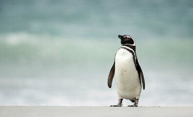 Obraz premium Magellanic penguin walking on a sandy beach