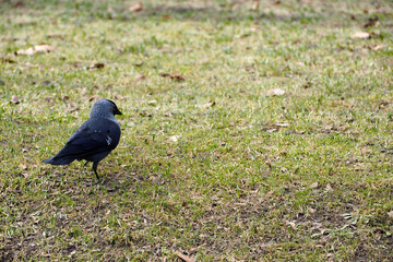 black with gray feathers bird jackdaw stands on the mowed grass of the lawn in the park in the spring in the afternoon