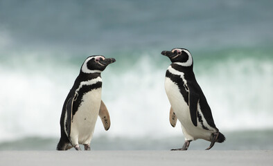 Two Magellanic penguins on a sandy beach