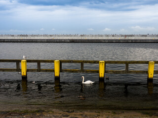 łabędzie © Marcin