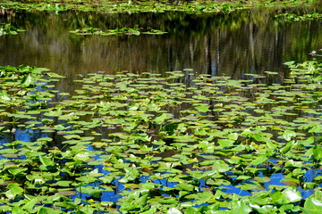 A pond with a lot of lily pads on the water