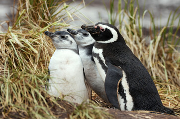 Obraz premium Close-up of Magellanic penguin with two chicks