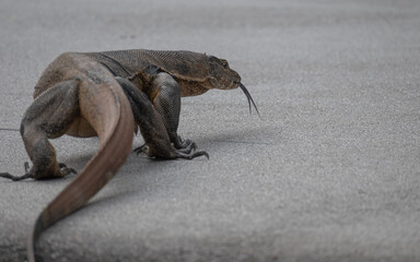 Common water monitor crossing the road in a park