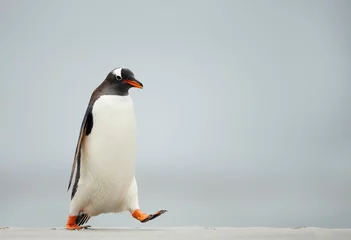 Poster Im Rahmen Gentoo-Pinguin, der auf einen sandigen Strand geht © giedriius