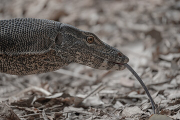 Side view of a common water monitor sticking its tongue out