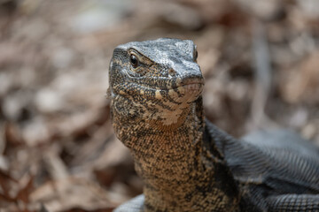 Closeup of a common water monitor