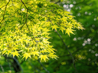 もみじの木の新緑
