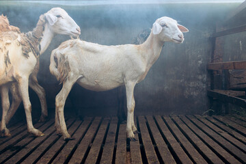 Cute sheep get ready to eat - 26 May, 2021