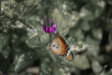 Fototapeta na wymiar Monarch butterfly pollinating a flower