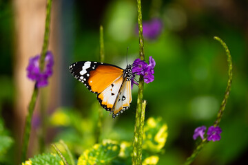 Fototapeta na wymiar Monarch butterfly feeding on a flower