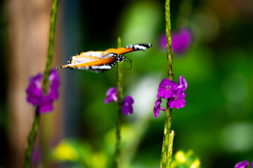 Monarch butterfly spreading its wings while in flight