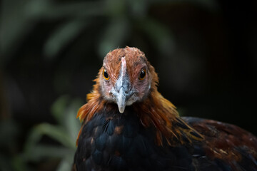red junglefowl hen staring straight ahead