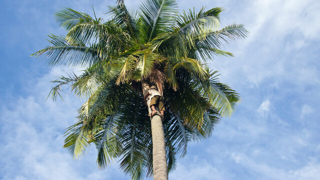 Man Climbing On A Coconut Tree In Thailand