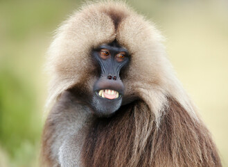Close up of a male Gelada monkey