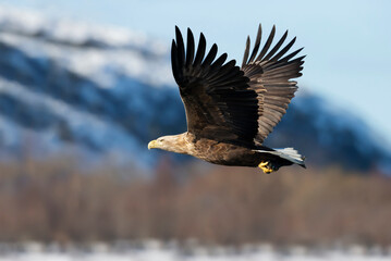Close up of a White-tailed eagle in flight