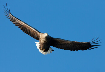 White-tailed sea Eagle in flight against blue sky