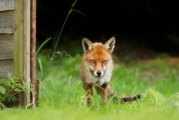Red fox in grass against dark background