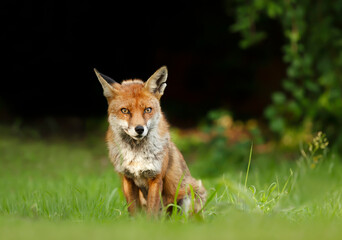 Red fox in grass against dark background