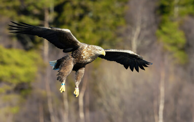 Close up of a White-tailed sea Eagle in flight