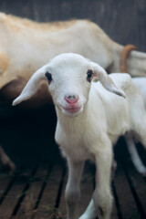 Obraz premium Cute sheep get ready to eat - 26 May, 2021