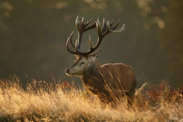 Close up of a Red deer stag at sunrise