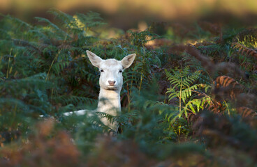 Close up of a white Fallow Deer in ferns