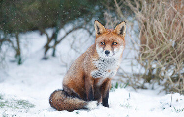 Close-up of a Red fox sitting in snow