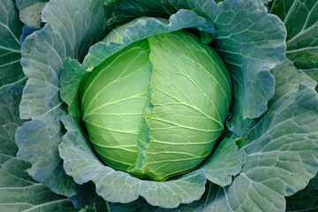 Fototapeta premium Close up green fresh cabbage maturing heads growing in the farm field
