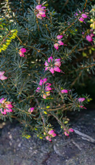 Delicate purple Erica carnea (winter heath or winter-flowering heather) bloom on Olympic Embankment in Sirius. New village in Imereti lowland near famous resort town Sochi in south of Russia.