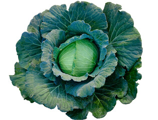 Obraz premium Green fresh cabbage maturing heads growing on white background with clipping path