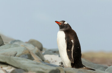 Obraz premium Gentoo penguin standing on stones