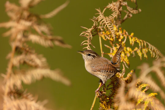 Close up of a wren perched on a fern in autumn