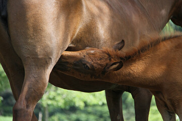 Foals and Mares Potros e Éguas