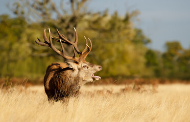 Red deer stag calling during rutting season in autumn