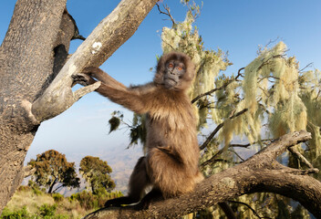 Close up of a baby Gelada monkey sitting in a tree
