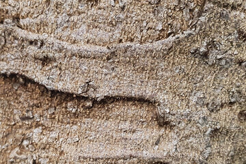 texture of natural tree bark in brown shades