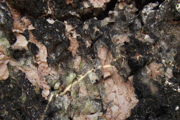 texture of natural tree bark in brown shades